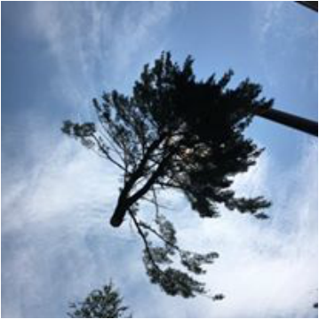Tree Removal 