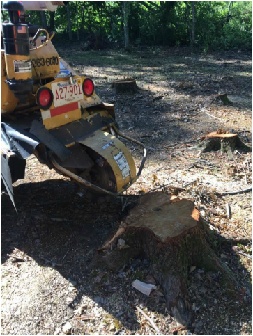 Tree Services Leominster MA